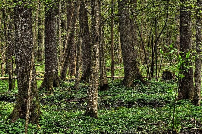 Bialowieza National Park Small Group Tour from Warsaw with Lunch included - Key highlights worth planning around