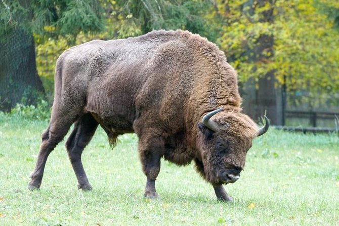 Bialowieza National Park Small Group Tour from Warsaw with Lunch included - Why Bialowieza feels like more than a forest tour