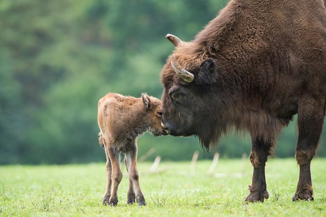 Bialowieza National Park Small Group Tour from Warsaw with Lunch included - Group size, language options, and comfort level