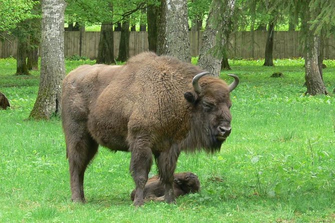 Bialowieza National Park Small Group Tour from Warsaw with Lunch included - Stop 1 in the Strict Protection Reserve: old-growth ecology on foot