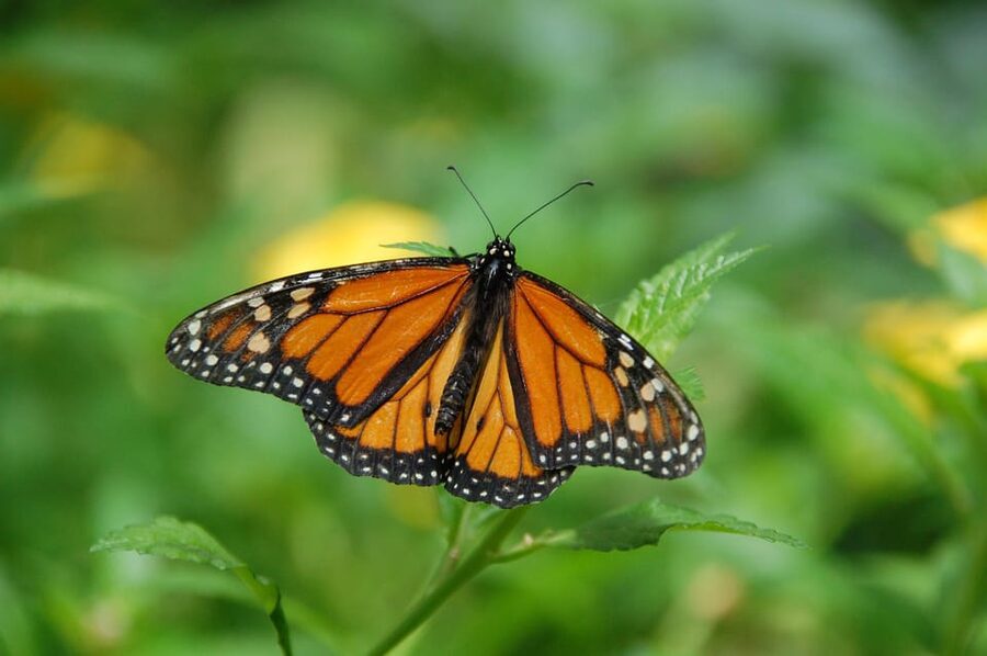 Cracow: 4 Mazes and Living Butterfly Museum Entry Ticket - Key things to know before you go