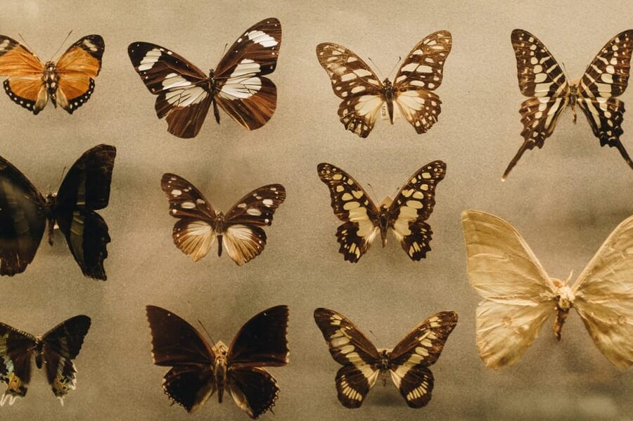 Cracow: 4 Mazes and Living Butterfly Museum Entry Ticket - Living Butterfly Museum: a calm reset with real learning