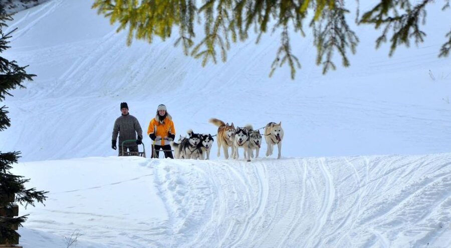From Krakow: Dogsled Ride in Tatra Mountain - Key things to know before you go