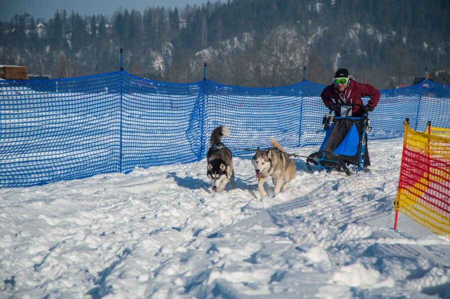 From Krakow: Dogsled Ride in Tatra Mountain - Price and value: where the $391 really goes