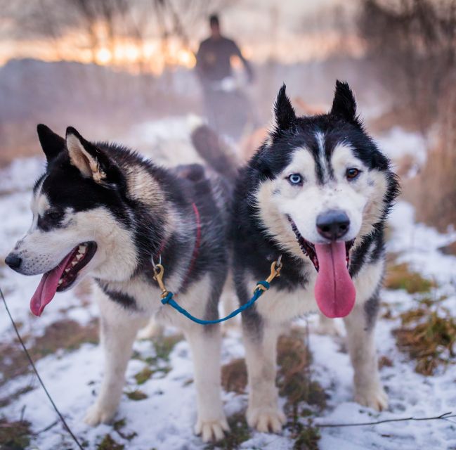 From Krakow: Dogsled Ride in Tatra Mountain - Krakow to the Tatra Mountains, with real countryside time