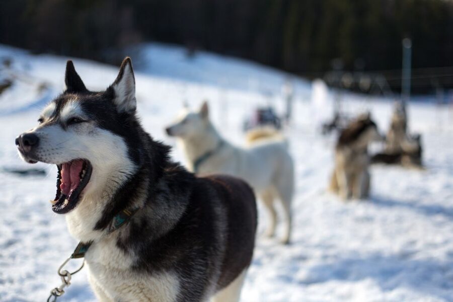 From Krakow: Dogsled Ride in Tatra Mountain - Mushing briefing and equipment prep, where the day becomes real
