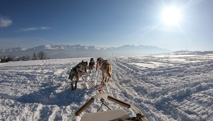 From Krakow: Dogsled Ride in Tatra Mountain - What you do during the run, and why conditions can change your experience
