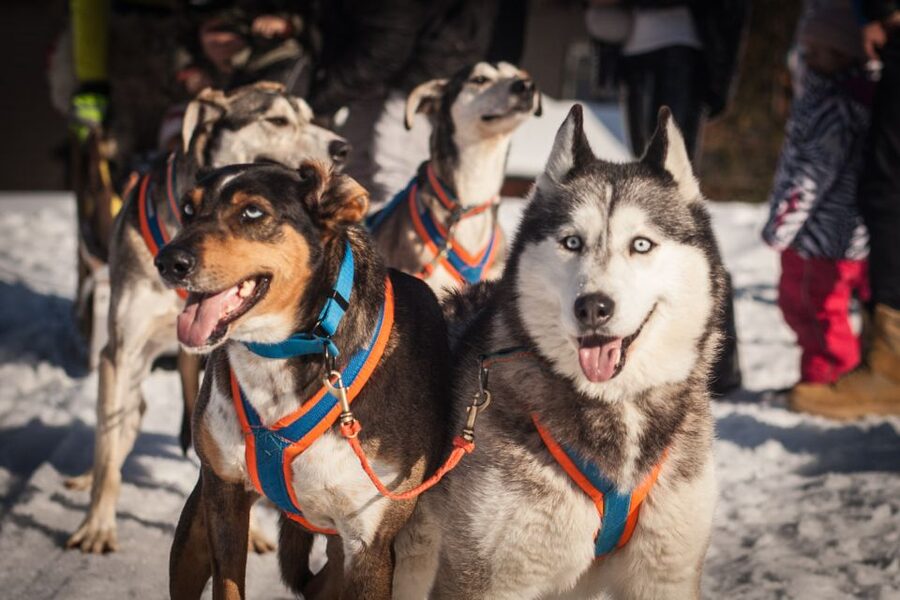 From Krakow: Dogsled Ride in Tatra Mountain - Pickup timing, village stops, and what to check when your schedule matters