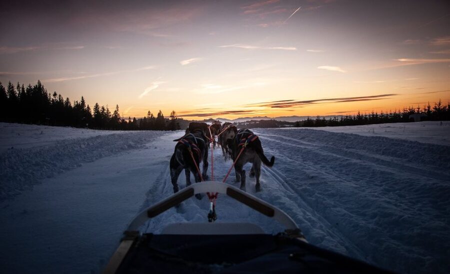 From Krakow: Dogsled Ride in Tatra Mountain - English-speaking guidance, plus safe winter reality