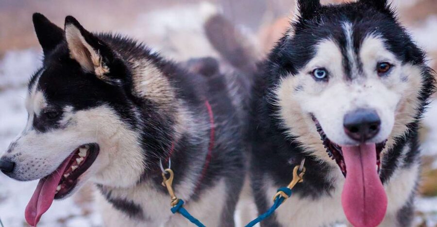 From Krakow: Dogsled Ride in Tatra Mountain - Chocholowska Valley winter views: good reason to go even if you hate crowds
