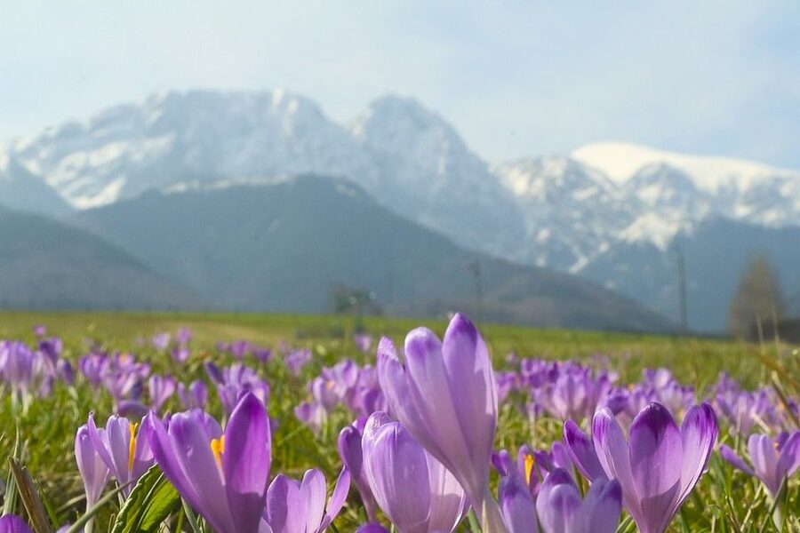 From Krakow: Full-Day Tour of Zakopane and Tatra Mountains - Highlands folklore and the human side of Zakopane