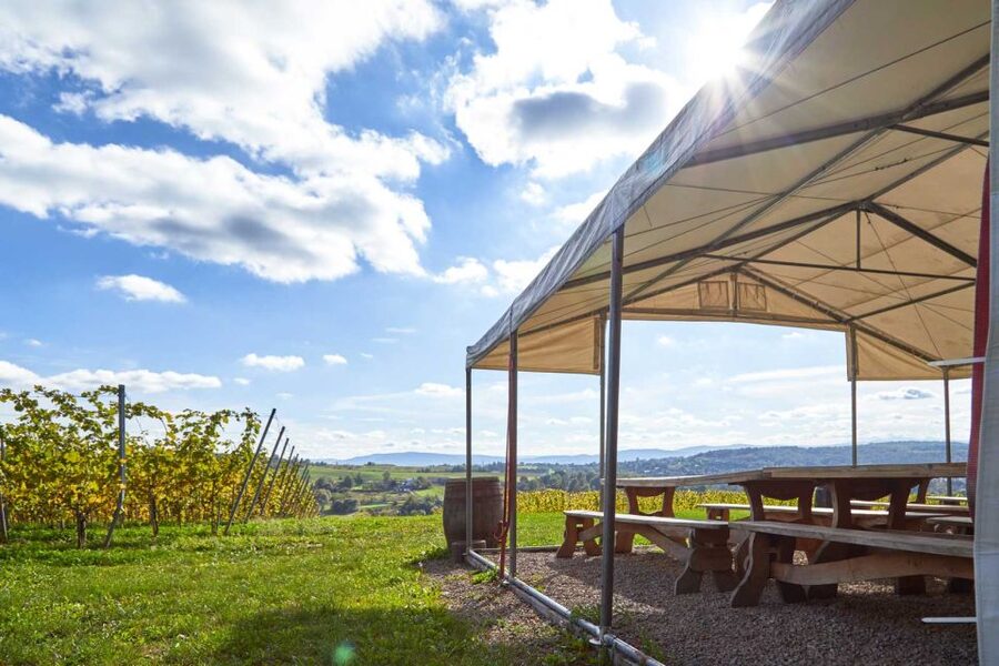 From Krakow: Wine Tasting at Vineyard - Organic vineyard methods: why the walk is more than scenery