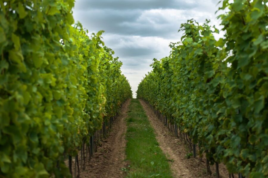 From Krakow: Wine Tasting at Vineyard - Winemaking history and the owners’ world experience