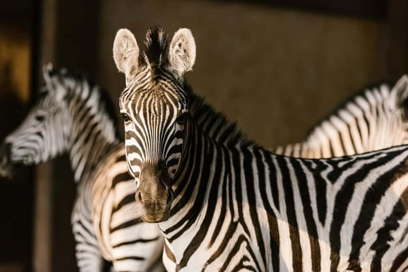 From Krakow: Zoo Trip with Private Luxury Transfer - What you’ll see: 1,400 animals, about 270 species, and conservation priorities