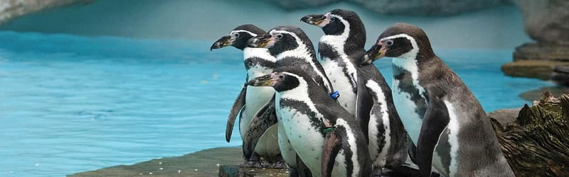 From Krakow: Zoo Trip with Private Luxury Transfer - Your 150-minute plan at the zoo: guided intro plus self-guided wandering