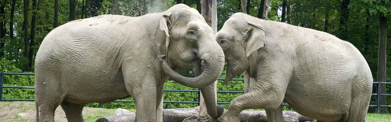 From Krakow: Zoo Trip with Private Luxury Transfer - Open-air walking in a forest setting: how to pace it