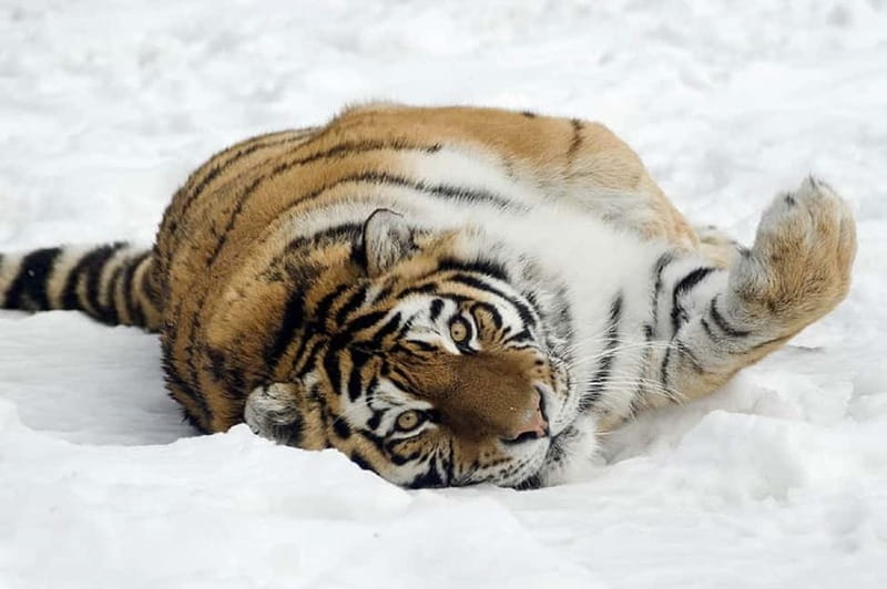 From Krakow: Zoo Trip with Private Luxury Transfer - What to bring: shoes, sun protection, and a camera day