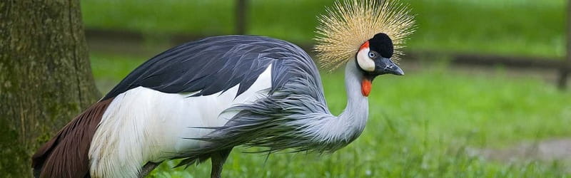 From Krakow: Zoo Trip with Private Luxury Transfer - Price and value: is $90 per person fair for this zoo setup?