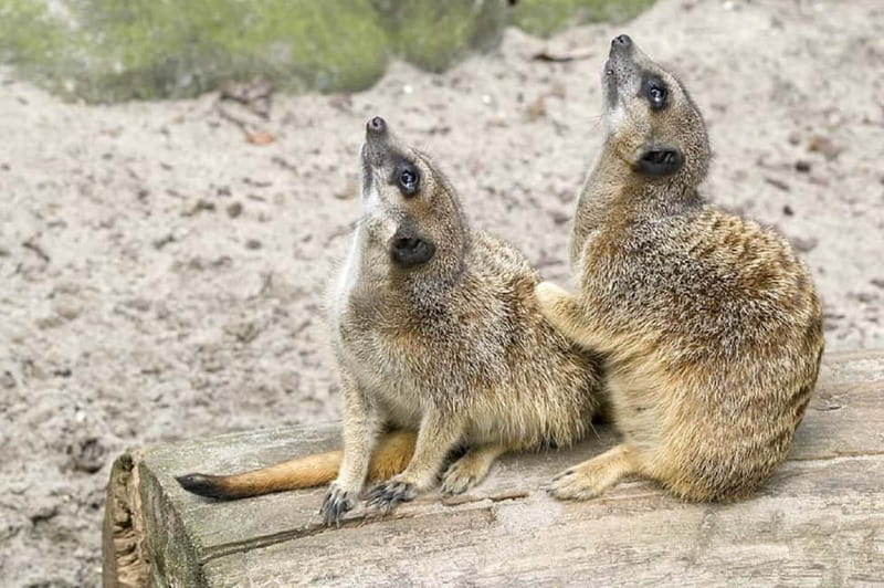 From Krakow: Zoo Trip with Private Luxury Transfer - The private luxury transfer and skipping the line: save time, reduce stress