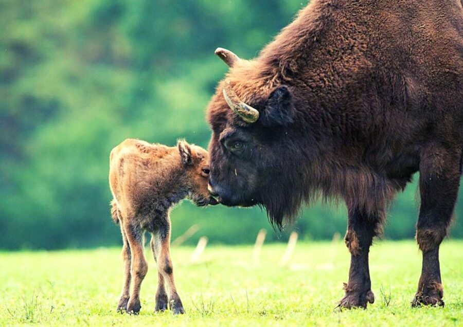 From Warsaw: Small-Group Tour to Bialowieza National Park - Who this tour is perfect for, and who should rethink it