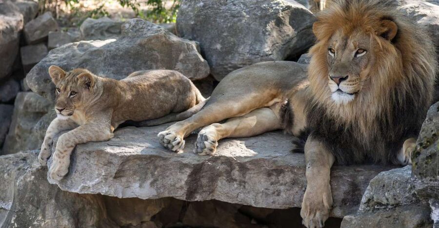 Gdansk: Oliwa Zoo with Tickets and Roundtrip Transportation - Why Oliwa Zoo Works as a Gdansk Half-Day Plan