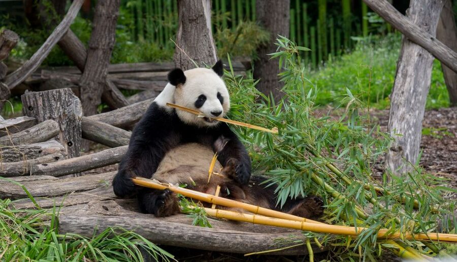Gdansk: Oliwa Zoo with Tickets and Roundtrip Transportation - Timing the Day: A Simple Flow You Can Actually Follow