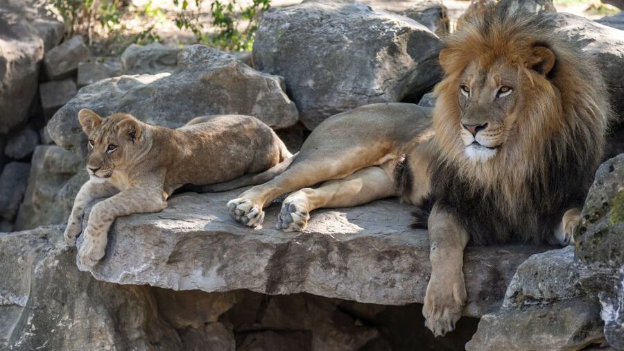 Gdansk: Oliwa Zoo with Tickets and Roundtrip Transportation - The Private Transfer: Stress-Free Pickup and Return