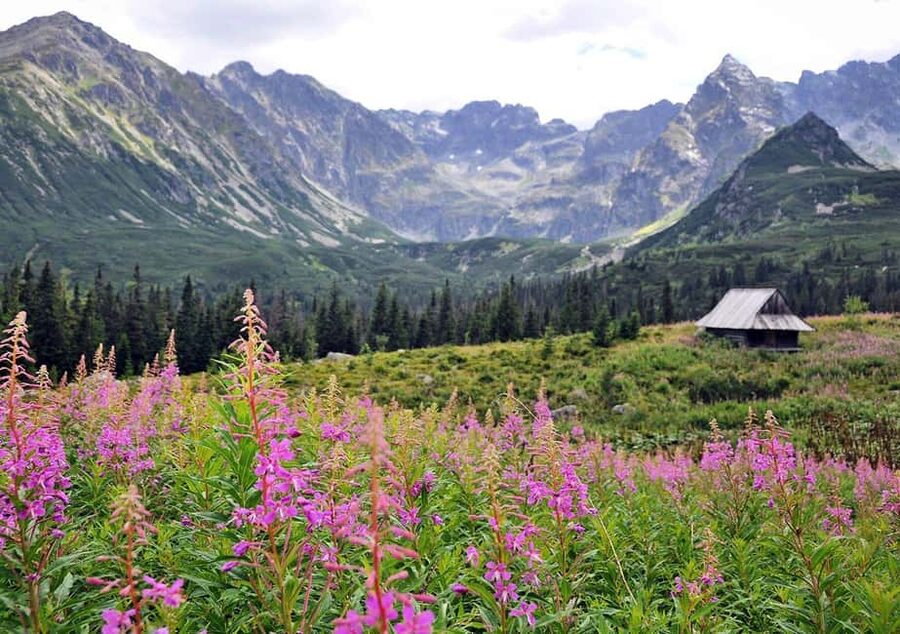 Krakow: Zakopane, Morskie Oko, and Cheese Tasting Tour - Oscypek and nalewki tasting, what to expect and how to enjoy it