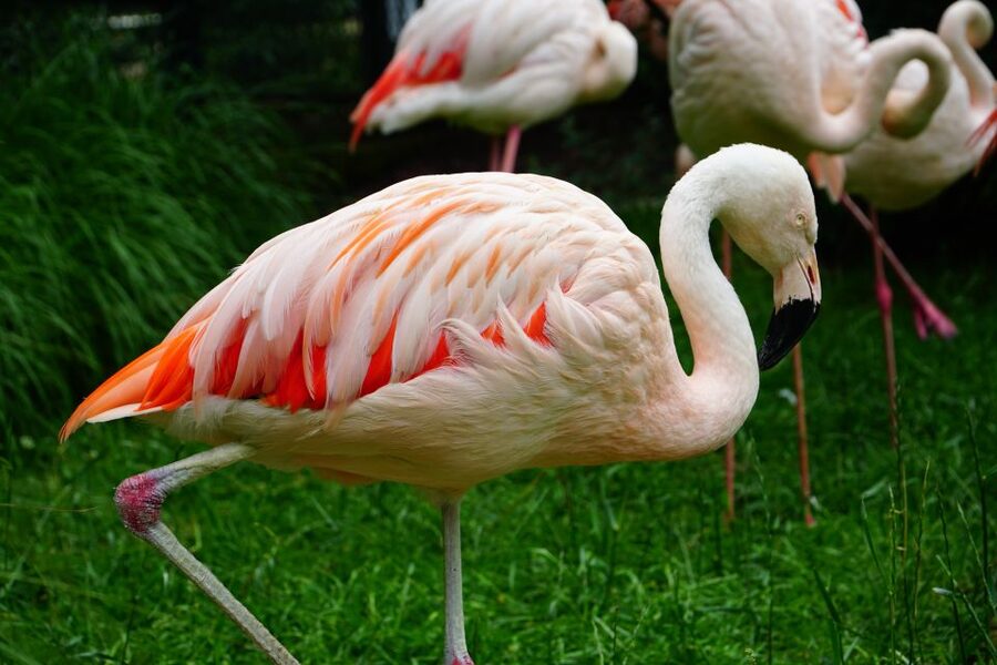 Krakow: Zoo Tour with Private Transport and Tickets - Key things that make this zoo outing work