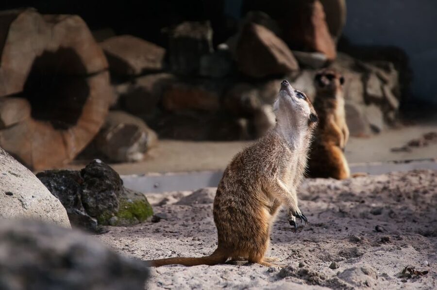 Krakow: Zoo Tour with Private Transport and Tickets - Private Pickup and Drop-Off That Cuts Through Krakow Time