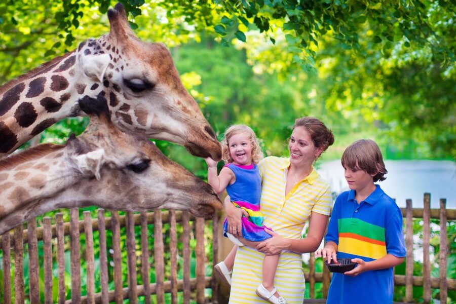 Krakow: Zoo Tour with Private Transport and Tickets - The Animal Highlights to Focus On During Your 3-Hour Visit