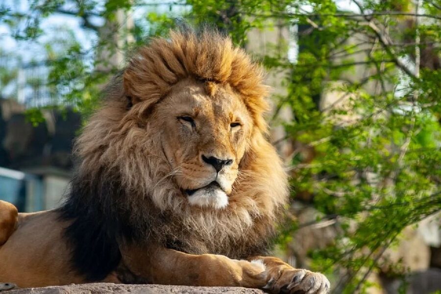 Krakow: Zoo Tour with Private Transport and Tickets - What This Costs and Why It Can Be Good Value