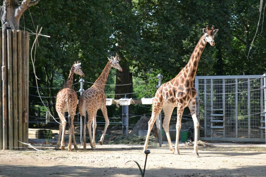 Krakow: Zoo Tour with Private Transport and Tickets - Who Should Book This Krakow Zoo Tour With Private Transport