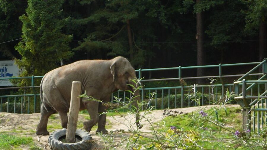 Krakow: Zoo Tour with Private Transport and Tickets - Skip-the-Line Entry Plus a Zoo Designed for Space