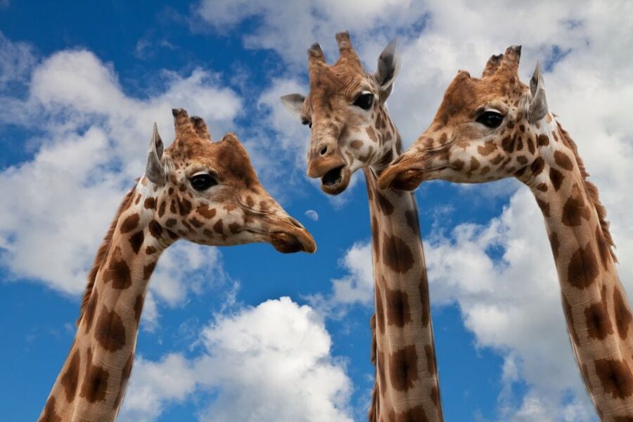Krakow: Zoo Visit with Hotel Pickup & Drop-Off - Why Krakow Zoo works as a 5-hour nature break