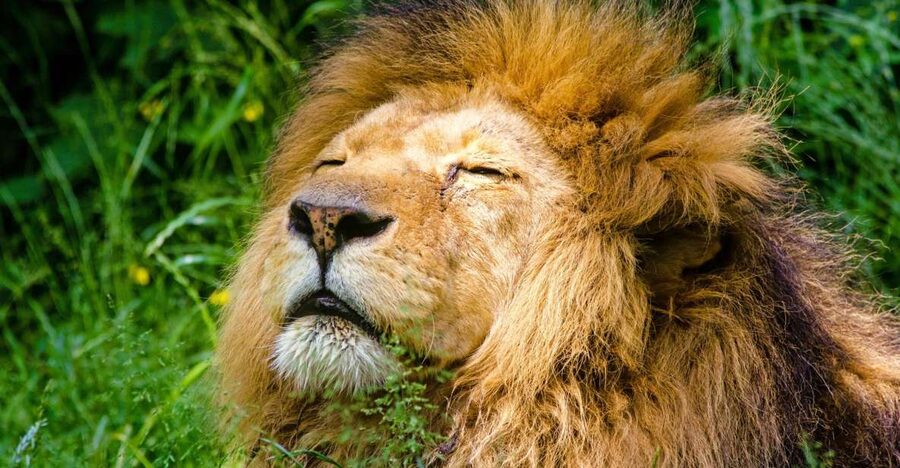 Krakow: Zoo Visit with Hotel Pickup & Drop-Off - The scenic ride through Wolski Forest