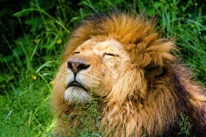 Krakow: Zoo with Hotel Transfer - The 4-Hour Zoo Block: Explore, Snack, and Take It at Your Pace