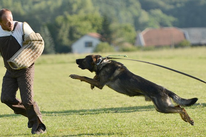stag dog chase Krakow prank - Key Things To Know Before You Book