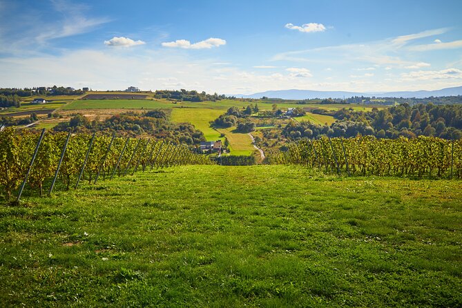 Wieliczka Vineyard: Wine tasting with local snacks - The 4-wine tasting, explained in plain language