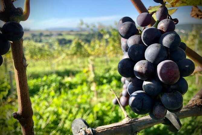 Wieliczka Vineyard: Wine tasting with local snacks - Local seasonal snacks make the wines easier to enjoy