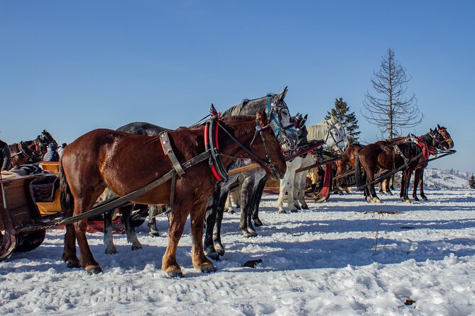Zakopane Horse-Drawn Rides with Local Guide and Food Tasting - Winter snow sleigh vs summer carriage: how the season changes everything