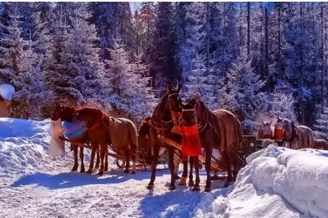 Zakopane Sleigh Ride in Tatra Mountains - Quick takeaways before you go