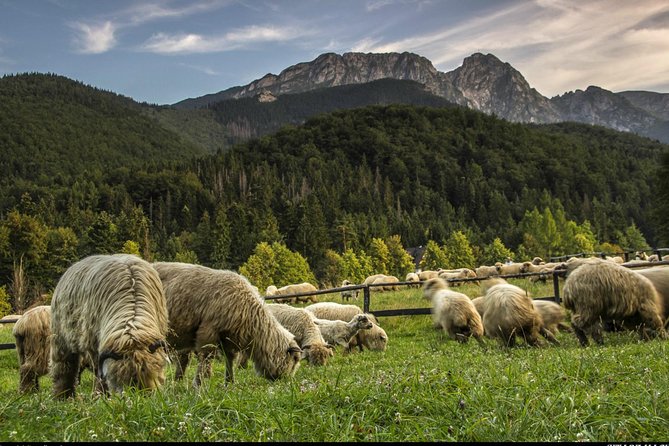 Zakopane & Thermal Springs: Private Tour - Gubałówka and the cable car: easiest route to big mountain views